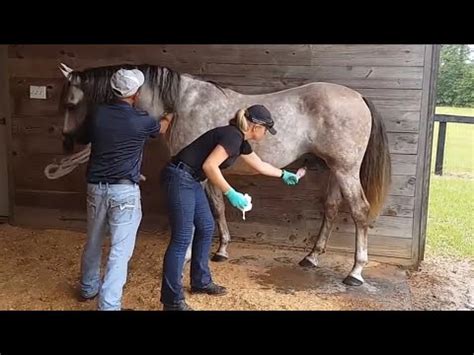 women eating horse come|Swallowing Semen .